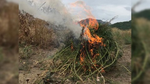 Tuğda narkotik bitkilər aşkarlandı