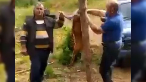 Laçında cüyür ovlayıb məclis qurdular - VİDEO