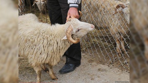 Qurbanlıq heyvanların satışı və kəsim yerləri açıqlandı - ÜNVANLAR