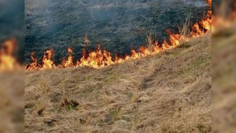 Saatlı sakini həmkəndlisinin otlaq sahəsini YANDIRDI