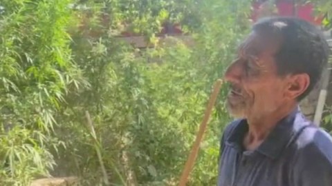 Həyətində narkotik yetişdirən şəxs saxlanıldı
