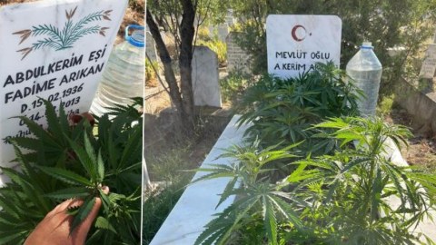 Gənc oğlan nənə və babasının məzarında narkotik əkdi - FOTO
