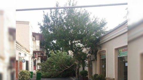 Bakının mərkəzində ağac aşdı, yol bağlandı