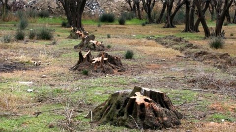 Bakıda tikinti sahəsində ağaclar məhv edilib  
