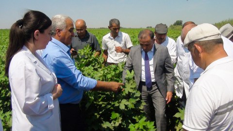 Pambıq toxumlarından yüksək nəticə əldə olunub