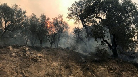 Əlcəzairdə meşə yanğınlarında 18 hərbçi ölüb