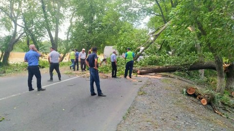 Güclü küləyin aşırdığı ağaclar yolu bağladı - FOTOLAR