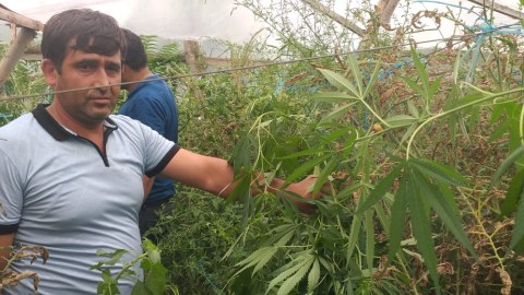 Göyçayda narkotik yetişdirən şəxs saxlanıldı  