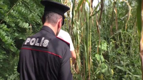Qarğıdalı sahəsində narkotik əkənlər tutuldu - FOTO