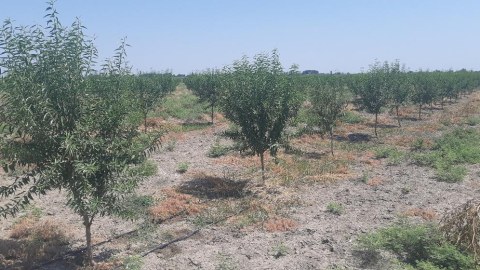 "İlan mələyən" çöllərin yaşıl cənnətə çevrilməsi - VİDEOREPORTAJ