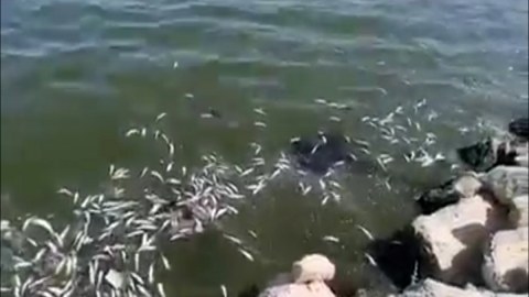 Balıqların tələf olmasının səbəbi məlum oldu