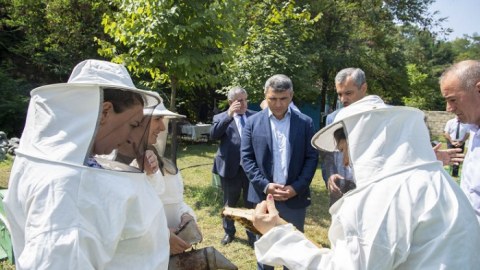 Nazir Zaqatalada: Arılar üçün təcrid zonası yaradıldı