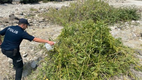 İsmayıllıda 1,5 ton çətənə kolu məhv edildi