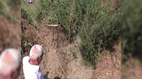 Balakəndə narkotik plantasiyası aşkarlandı  