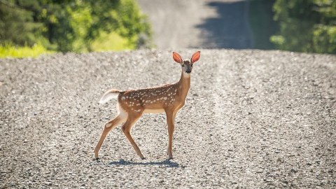 Dünyada ilk: Maral koronavirusa yoluxdu