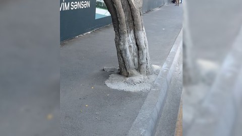 Bakıda asfaltlanan ağacların dibi təmizləndi - FOTO