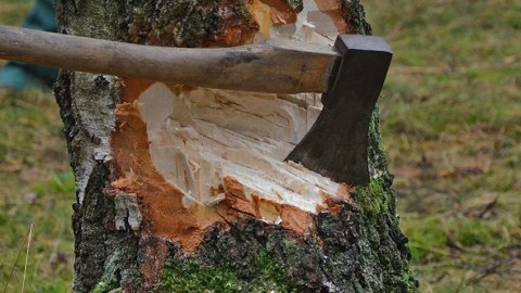 Binəqədidə ağacların kəsilməsi ilə bağlı cinayət işi başlandı