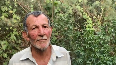 Narkotik yetişdirən dəstə saxlanıldı - FOTO