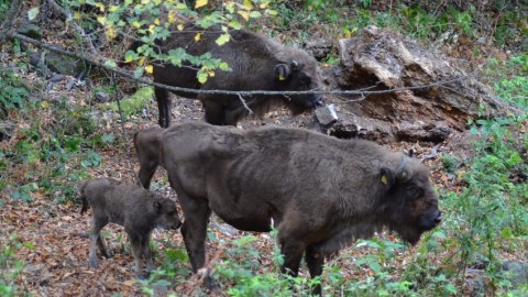 Azərbaycanda daha bir zubr balası dünyaya gəldi