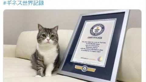 Pişik “Ginnesin rekordlar kitabı”na düşdü  