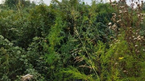 Ağdaşda bir tona yaxın çətənə kolu məhv edildi - FOTOLAR