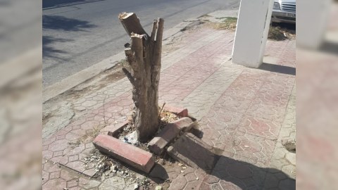 Binəqədidə ağacların kəsilməsi ilə bağlı araşdırma aparılır
