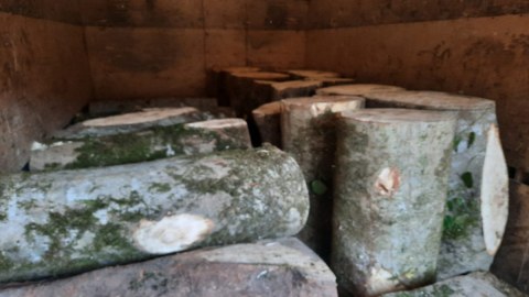 Meşə materiallarını daşıyan şəxslər müəyyən edildi