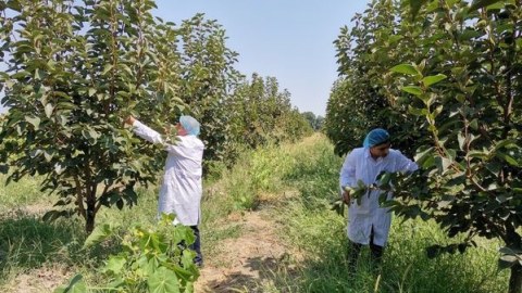 Goranboyun xurma bağlarında zərərvericilər tapıldı