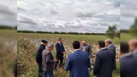Goranboyda pambıq yığımı - FOTO