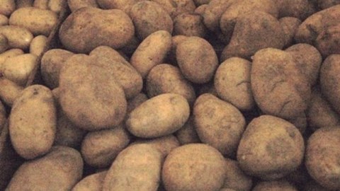 Rusiyadan gələn 40 ton kartof məhv edildi