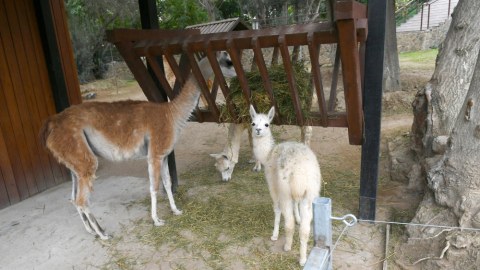 Bakı Zooloji Parkından FOTOREPORTAJ
