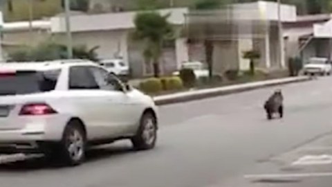 Ayı balaları şəhərə yemək axtarmaq üçün çıxıbmış - RƏSMİ