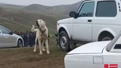 Göygöldə qanunsuz it döyüşləri - Foto