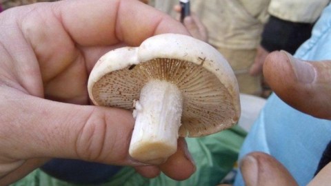 Daha bir nəfər göbələkdən zəhərləndi