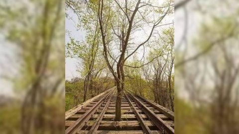 Daha bir erməni izi: Bakı-Naxçıvan dəmir yolunda ağac bitib - FOTO