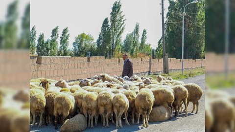 Hərbçilərimiz 106 baş qoyunu ermənilərə qaytardı  