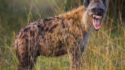 Daha bir canlıda koronavirus aşkar edildi