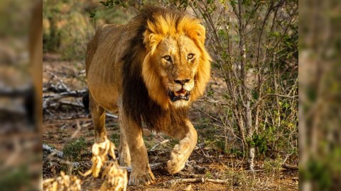 İki şirdə koronavirus aşkarlandı