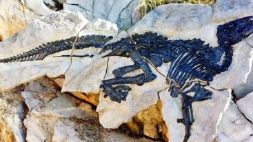 Dinozavr sürüsünün qalıqları aşkarlandı