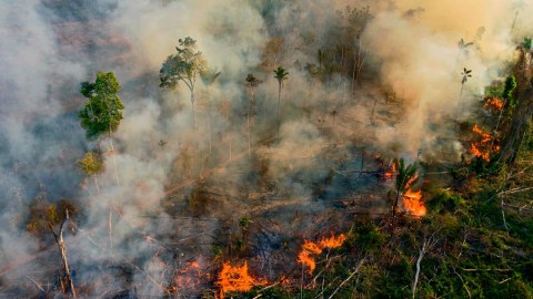 Braziliyadakı meşə yanğınlarında 17 milyon heyvan ölüb