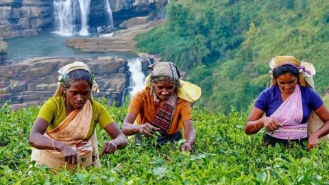 Şri-Lanka İranın borcunu çayla ödəməyi planlaşdırır