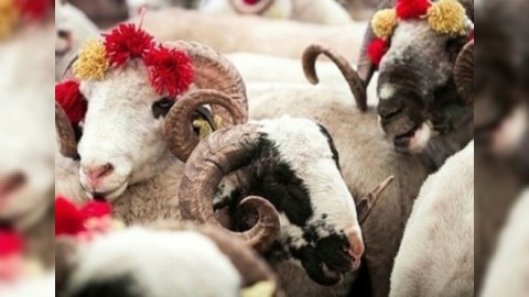 Növbəti Qurban bayramının VAXTI