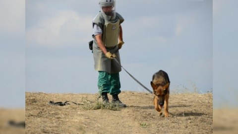 Minaaxtaran itlərin idxalı vergidən azad edildi