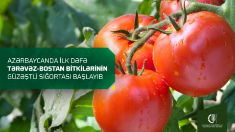 İlk dəfə bu bitkilərin güzəştli sığortası başlayıb
