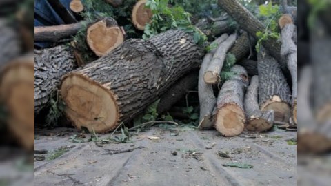 Ağacları zədələyən şirkət cəzalandırıldı