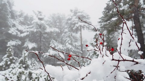 Azərbaycanda Kiçik çillə başladı - Təbiət hadisəsi