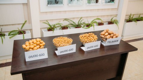 Azərbaycanda yeni kartof sortları yaradıldı