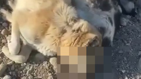 İtlərin güllələnməsi ilə bağlı polis araşdırma APARIR