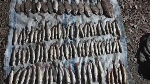 Balıqları “tok”a verən ovçular tutuldu - FOTOLAR
