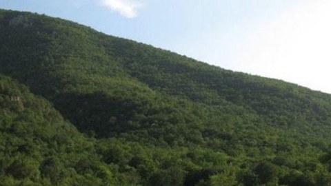 Qarabağdakı nadir bitkilər tədqiq olunacaq